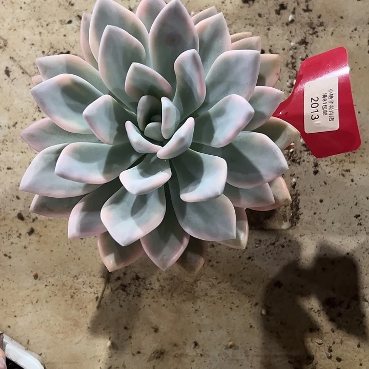 龙***饱2013奥普锦多肉植物