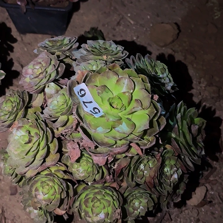 576桃花石多肉植物不售后