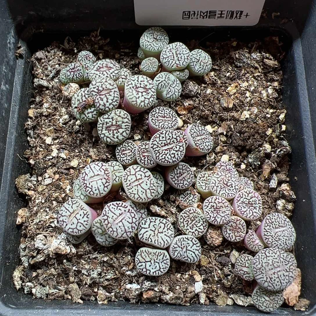 【闪购商品】164 清盒