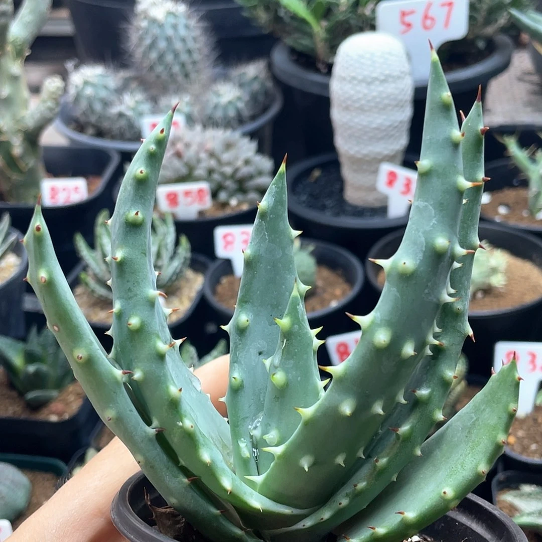 实生宽叶王刺锦芦荟仙人球