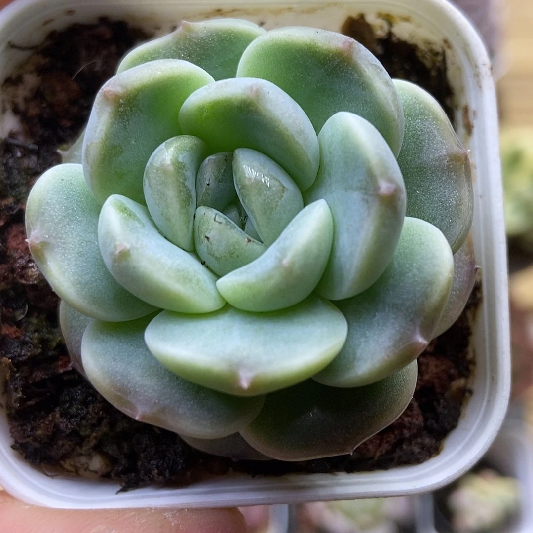 一物一拍一单包邮 195