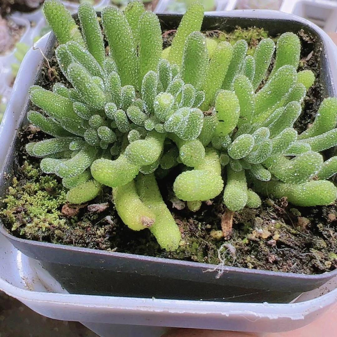 冰晶荧光枝干19包邮