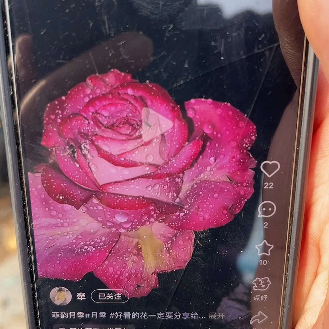 无花朵——菲韵福利款