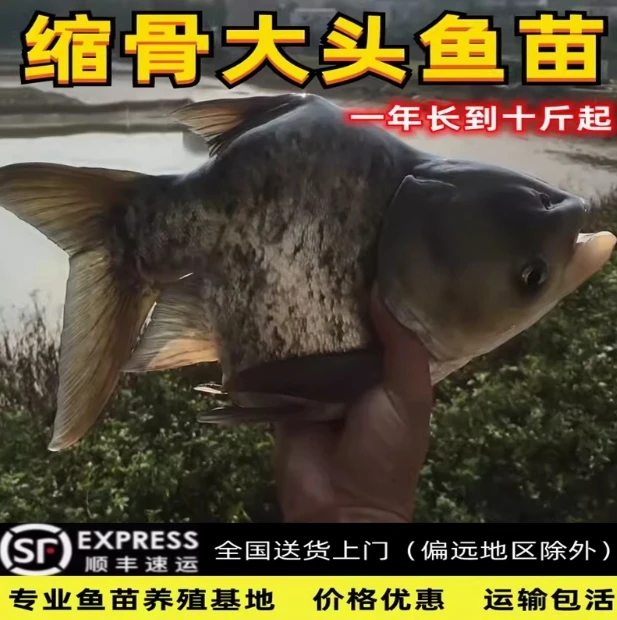 缩骨大头缩骨花鲢仙骨鱼【正品】广东发货淡水养殖活体到手
