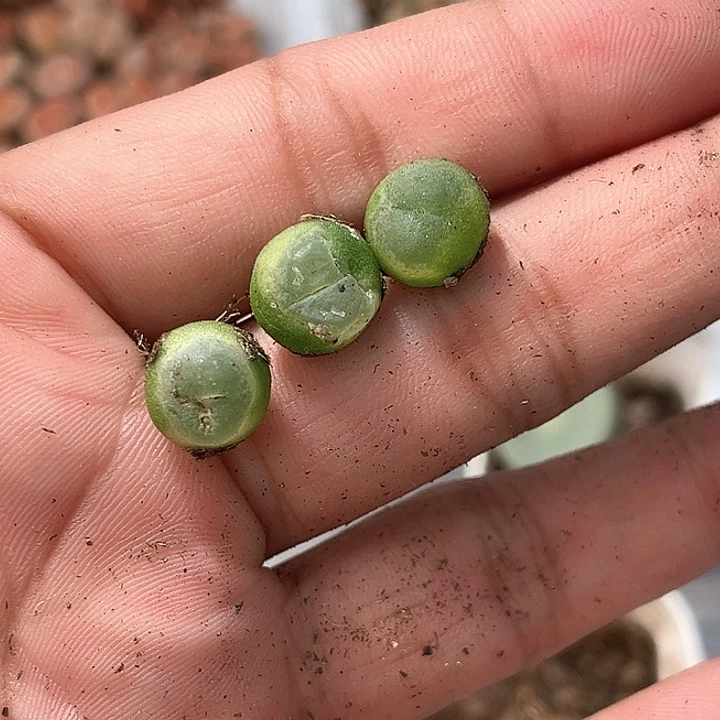 1114–番杏福利a35