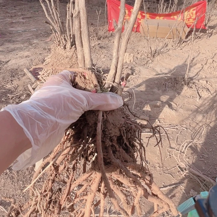 当前无花栽培后可以开花黑豹