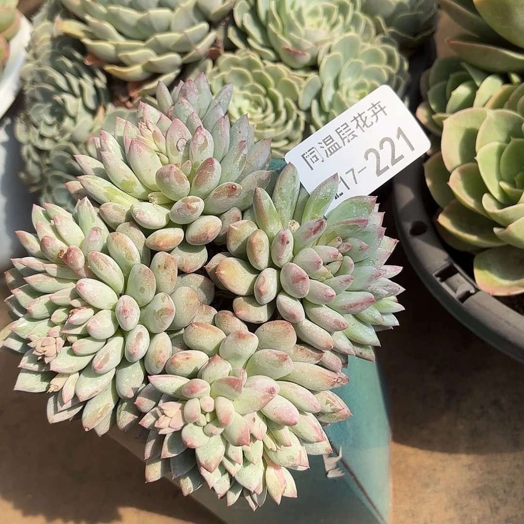 同温层多肉明珠美人221