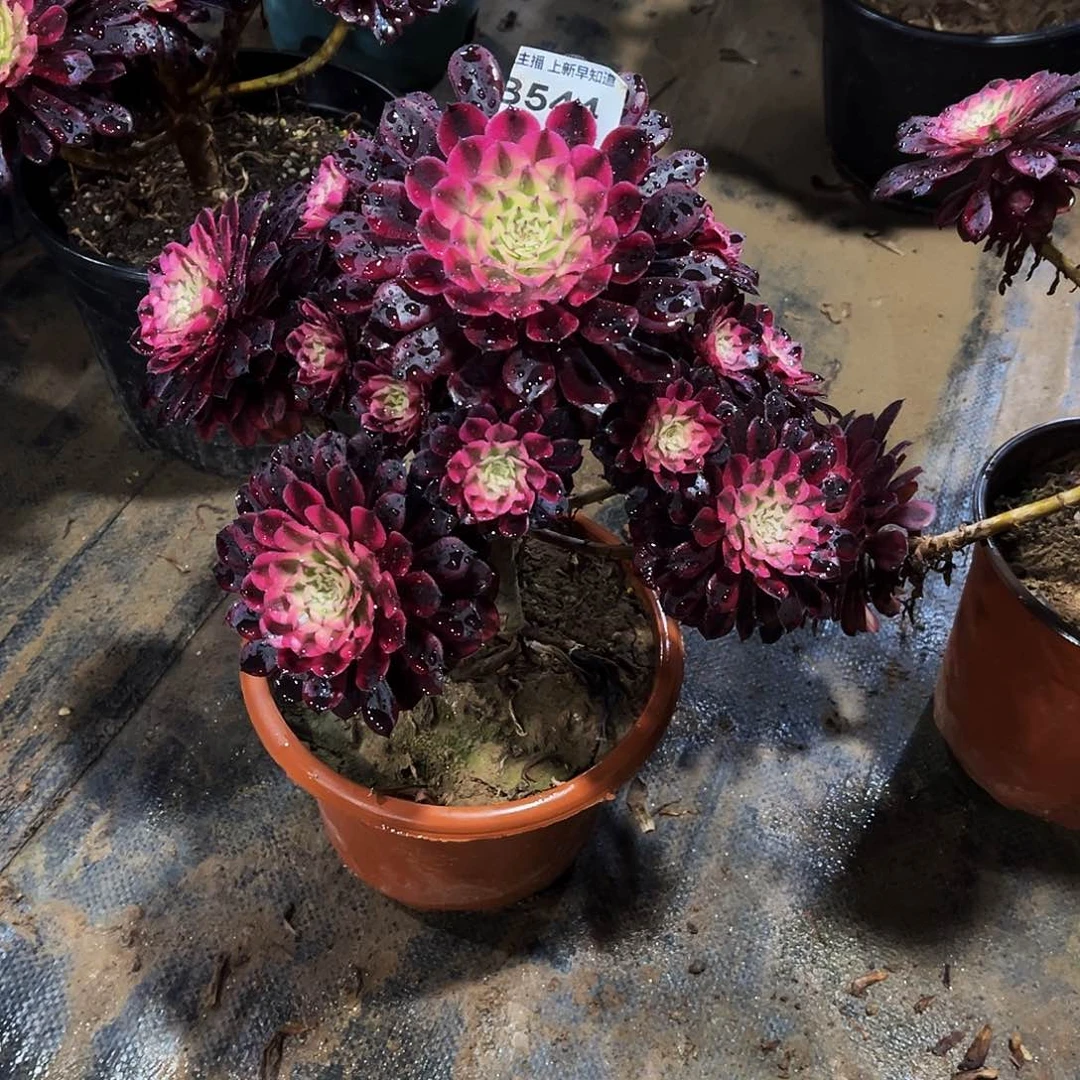 用****8多肉544月亮女神法师