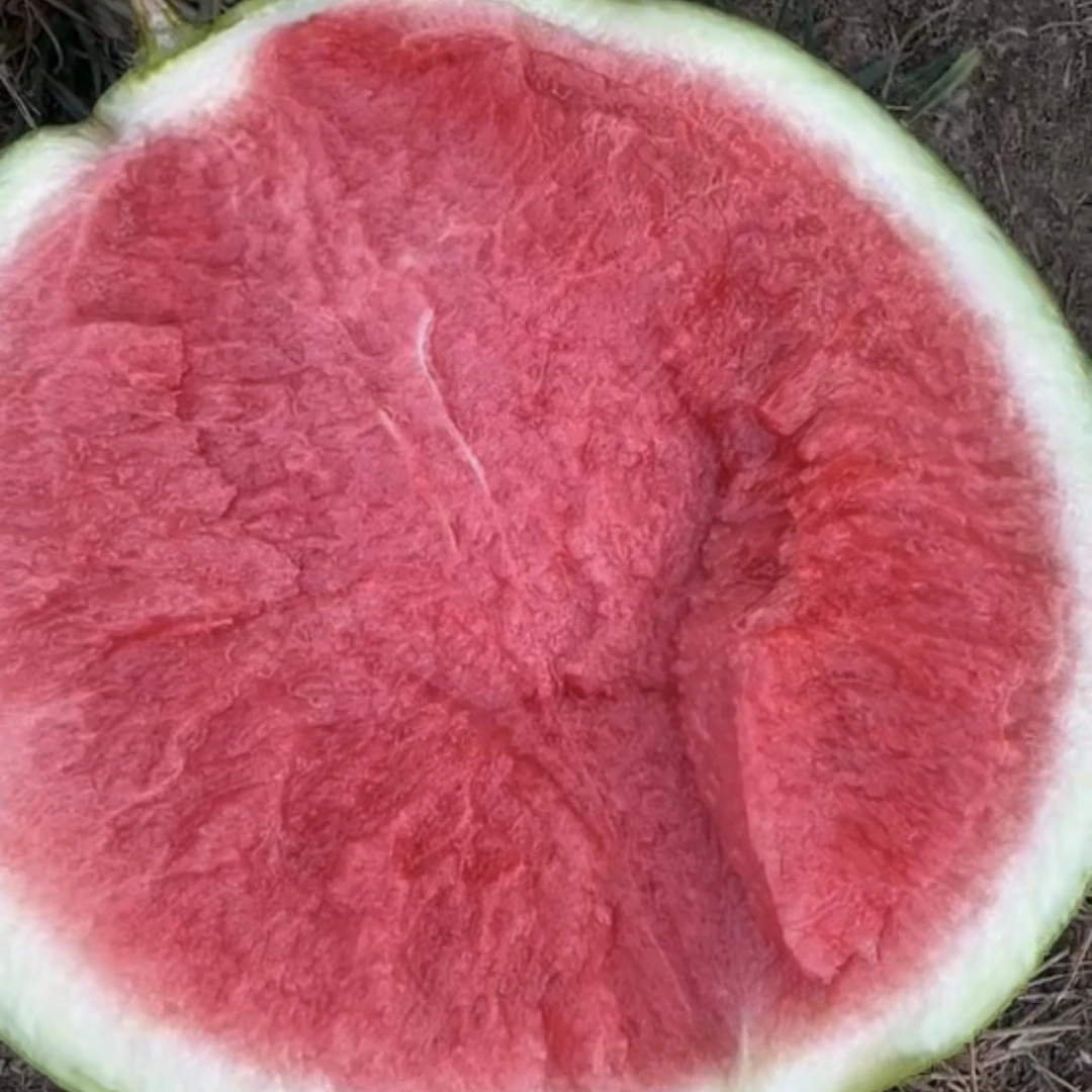 脆甜多汁有籽无籽混发应季西瓜现摘现发