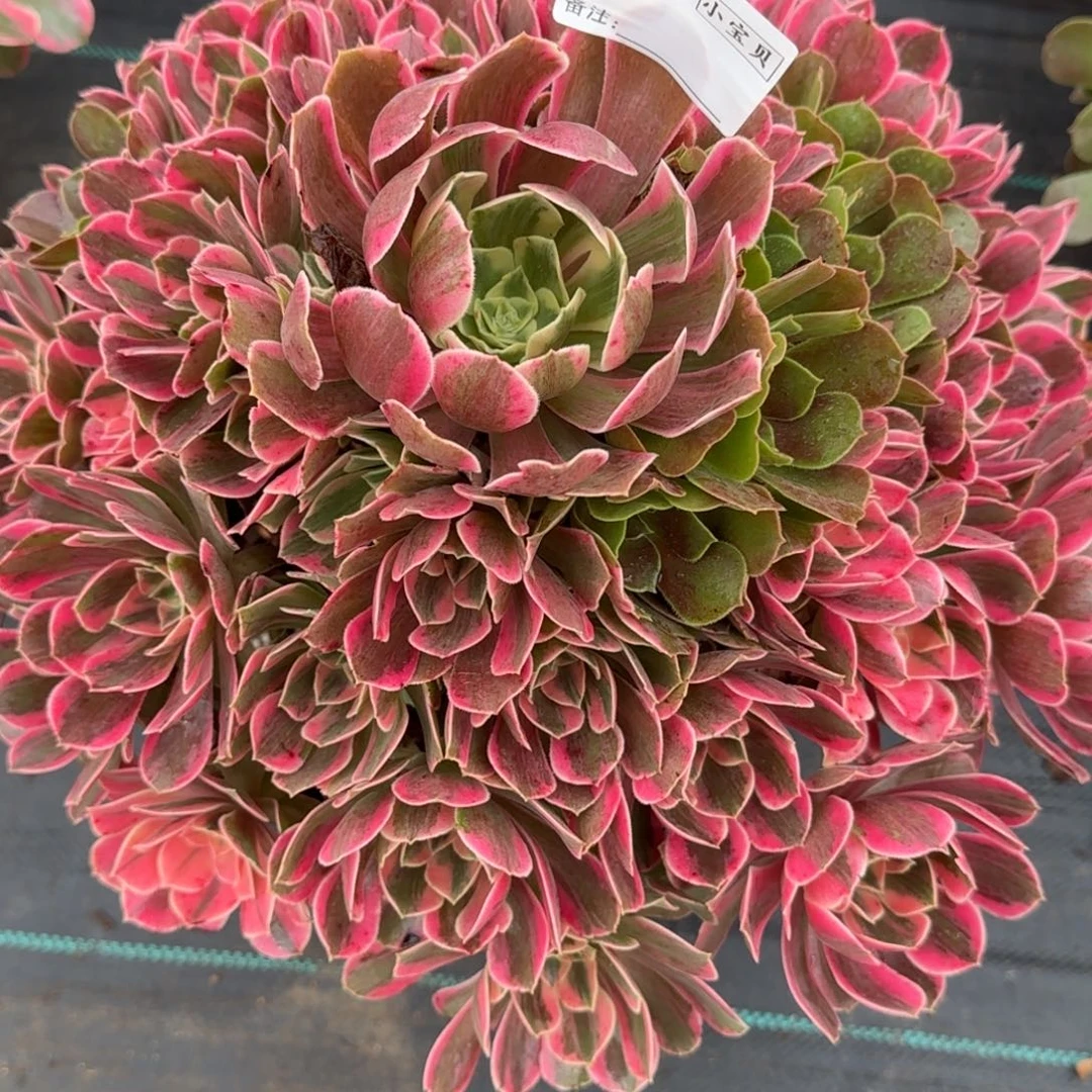 大***G1727多肉女妖多肉