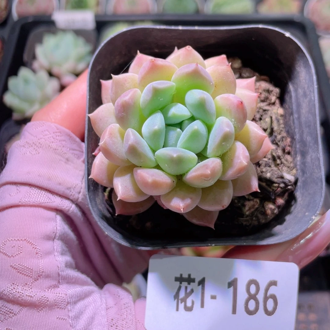 花利美1-186樱杜