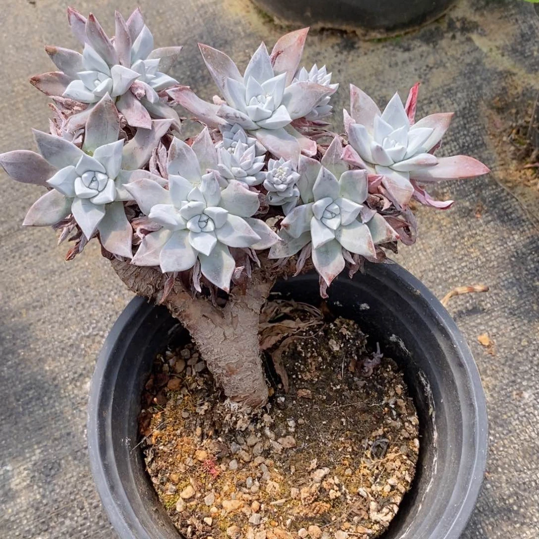 ?*幽一物一拍精品多肉植物_20