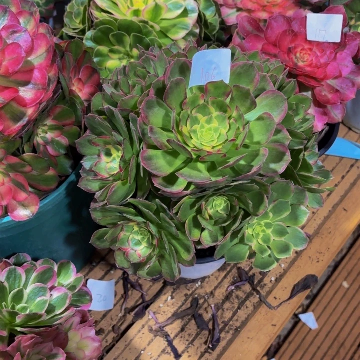 云南海王好看106h