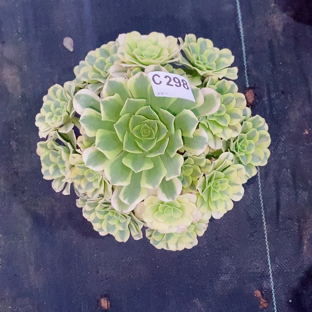 绿豆沙298炖肉111111