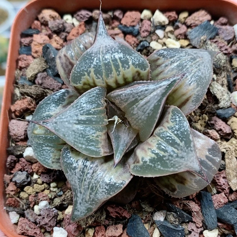 【闪购商品】34云窗pinky