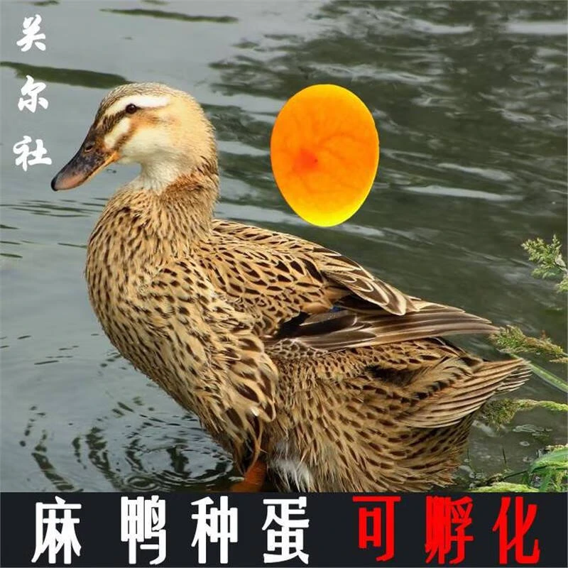 麻鸭种蛋可孵化鸭蛋可爱萌宠物鸭小黄鸭金锭鸭高产蛋鸭受精蛋 1枚