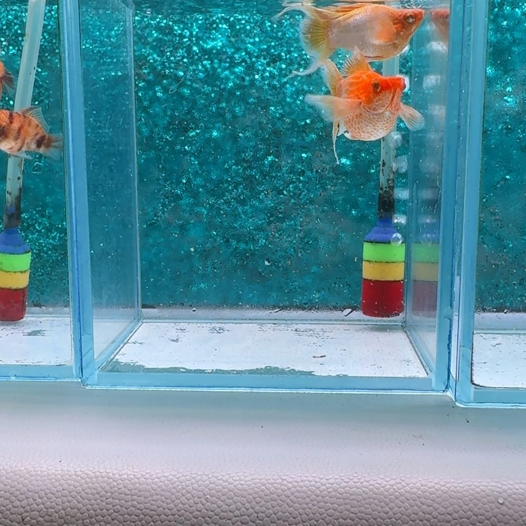黑玛丽鱼391号玛丽2条