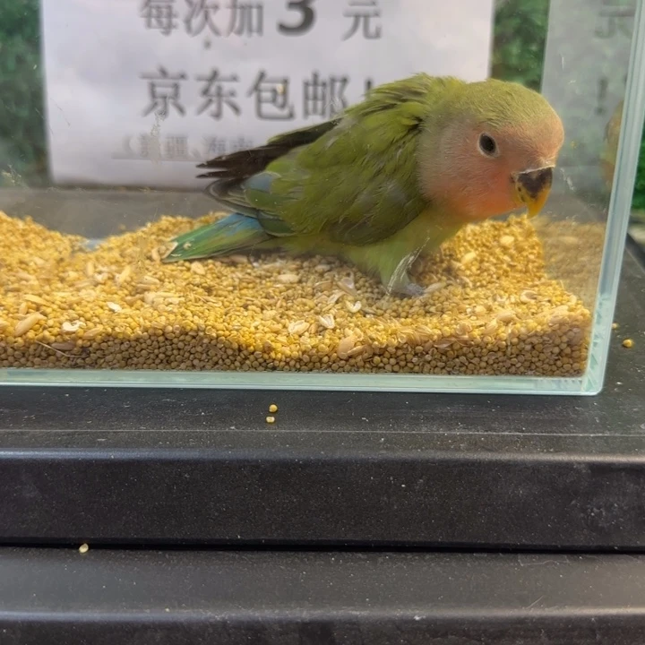 虎皮鹦鹉大头虎皮鹦鹉