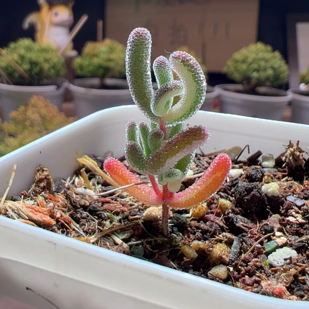 254钻石锦一物一拍包开箱