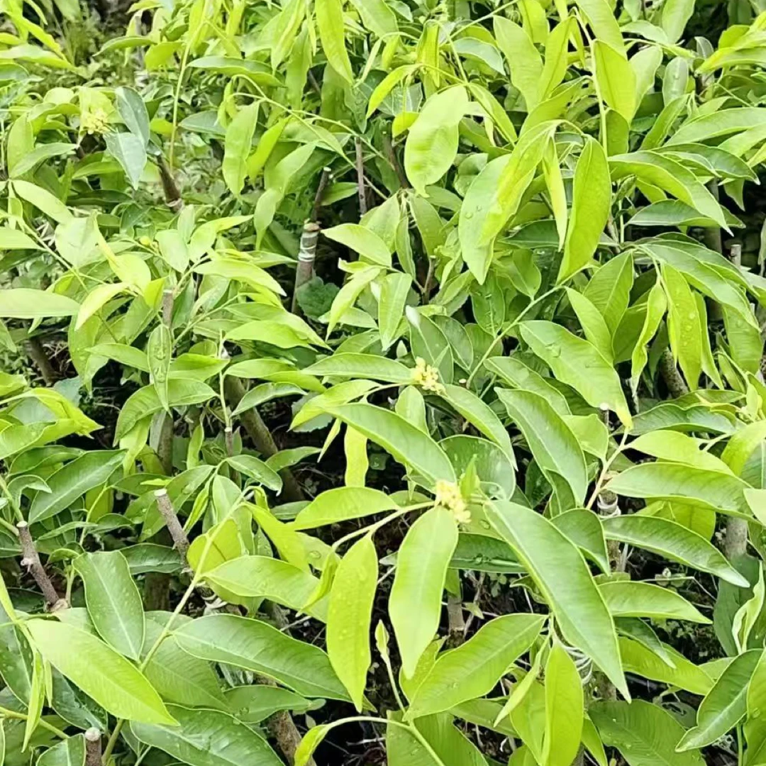 海南香脉优品5颗配送