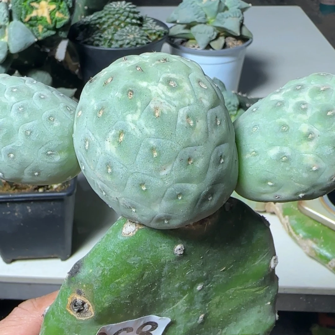ᬨ***鱼无花朵三头恐龙蛋