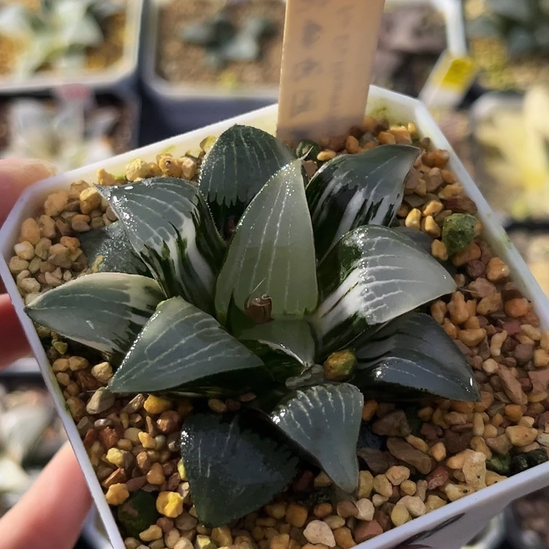 无***痕434裹克锦福利福利