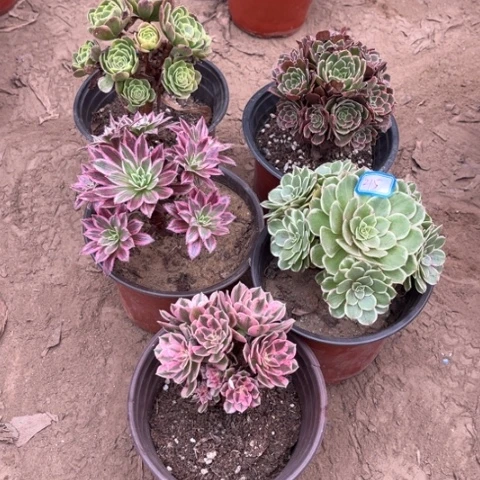 215多肉植物组合，