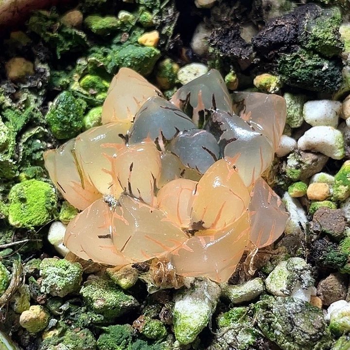 631水中月锦特选福利