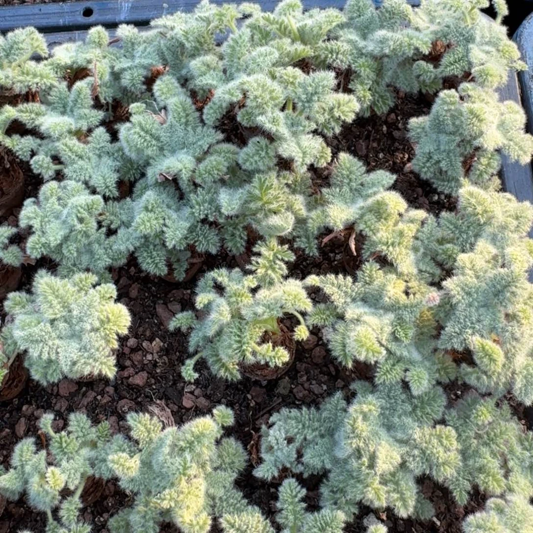 3颗小羽叶洋葵量拍多肉植物