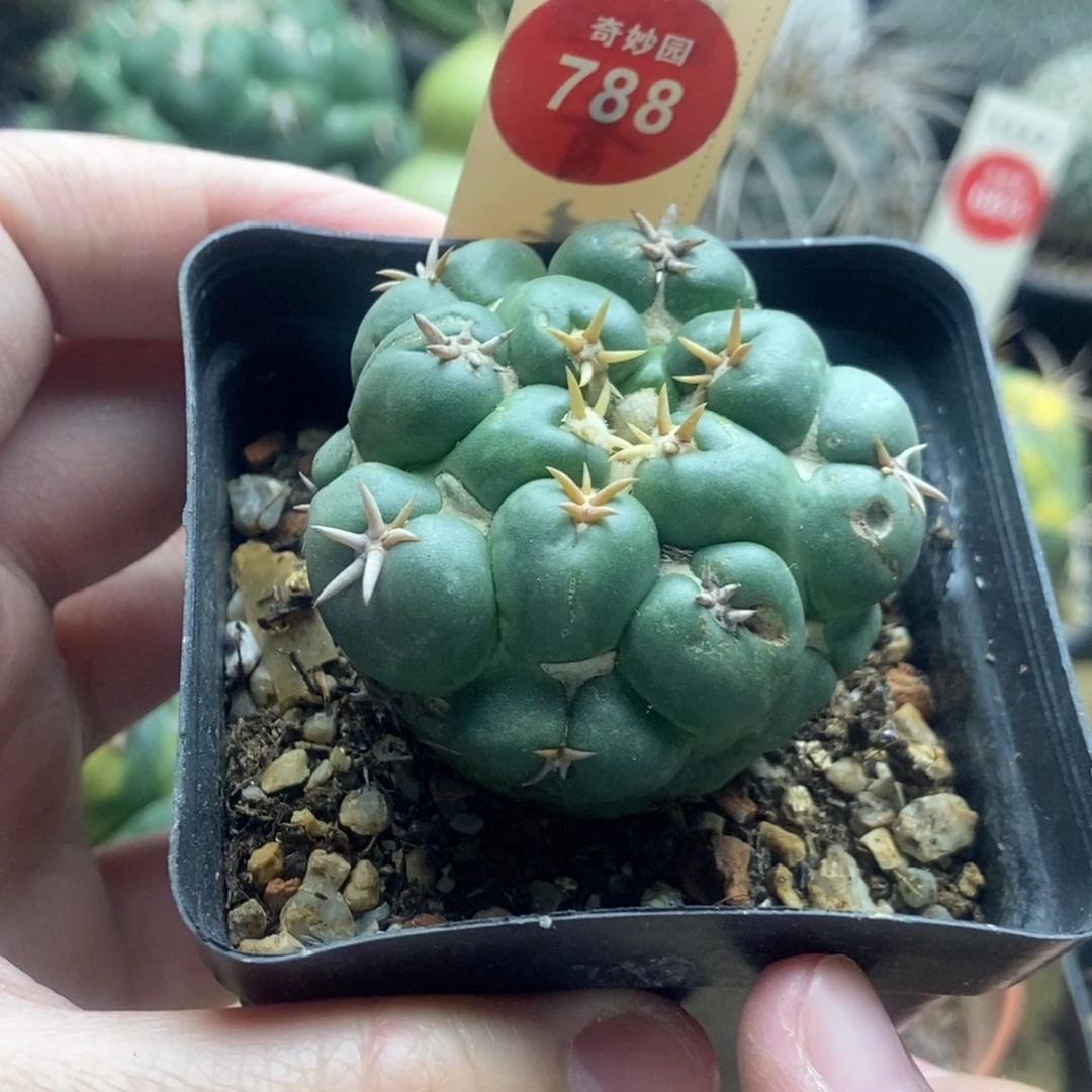 自根短豪刺象牙4.6cm