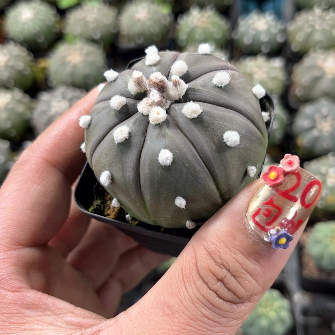 单头琉璃兜单头发货有根发货