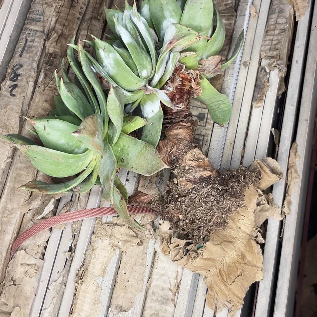 绿体苹果叶杂交瑕疵特价不售后