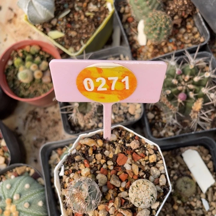 千***~实生仙人02710271