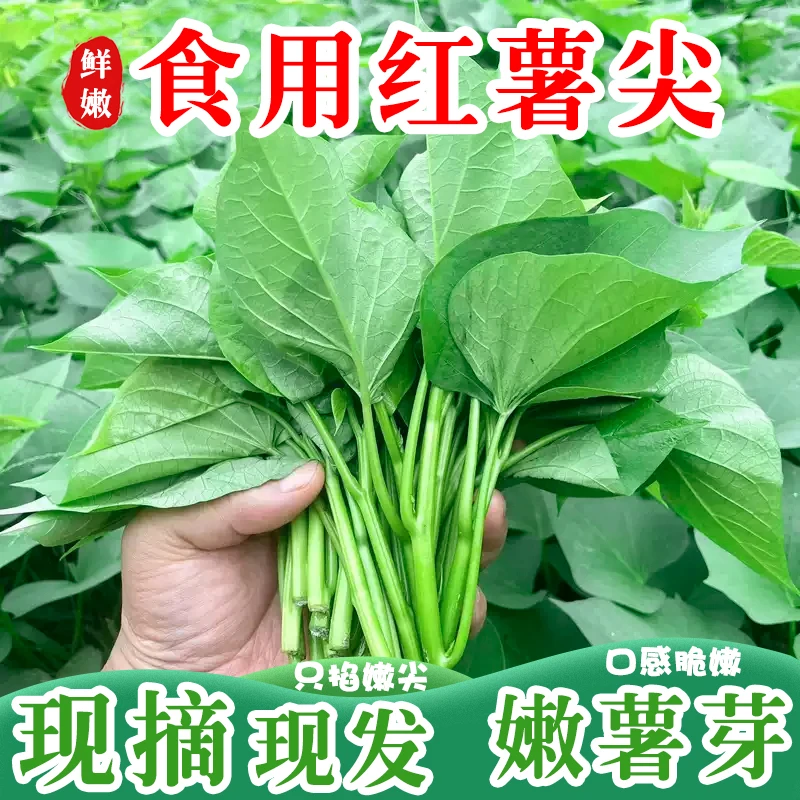 新鲜红薯叶专吃叶子苕尖地瓜番薯叶新鲜蔬菜食用芽苗野菜农家自种