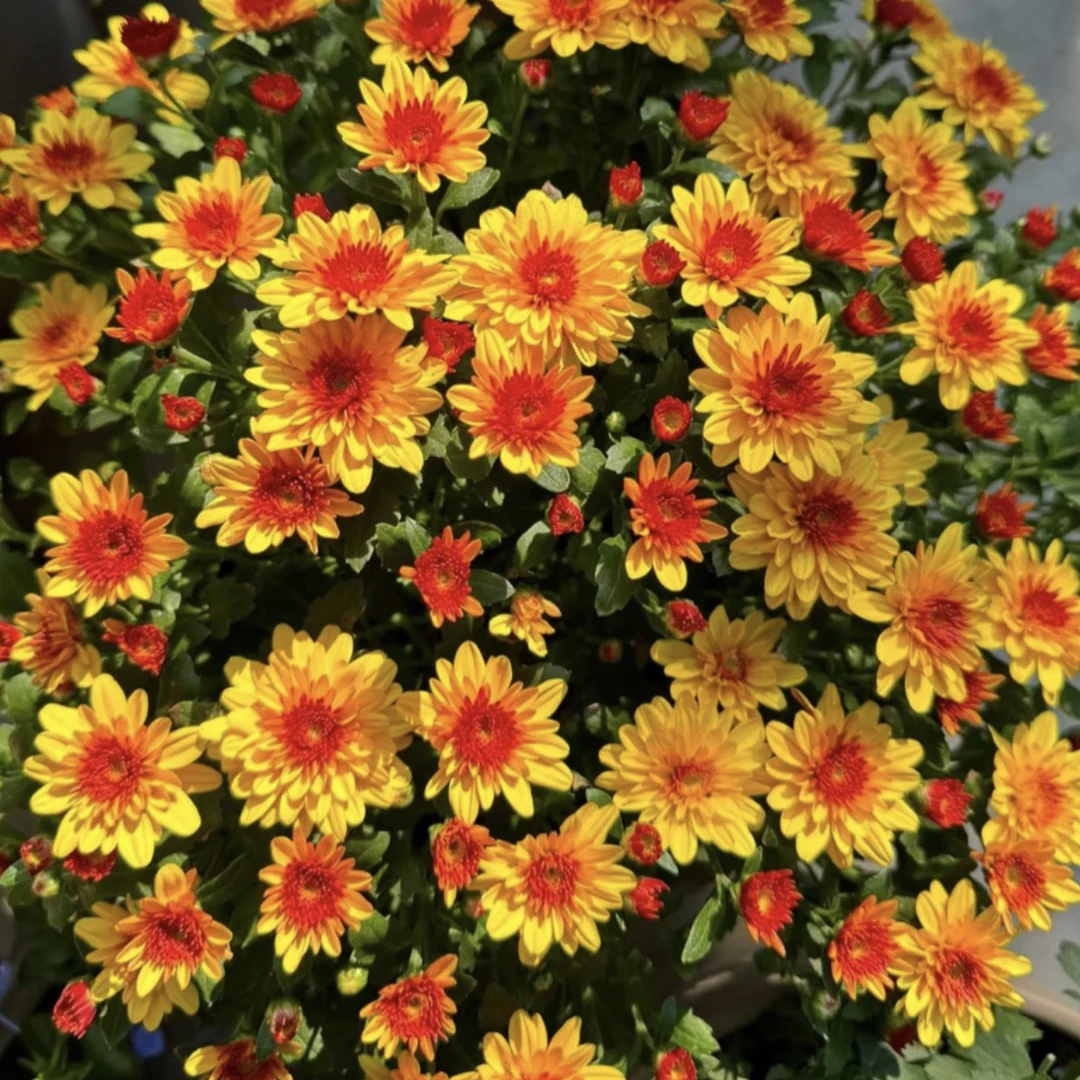 极光耀眼盆栽花苗带花苞四季花卉阳台庭院耐寒耐热好养