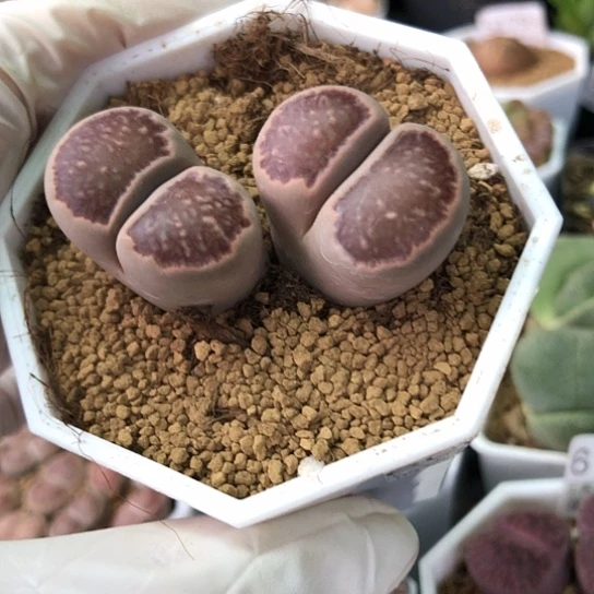 6001，如图大双头菊