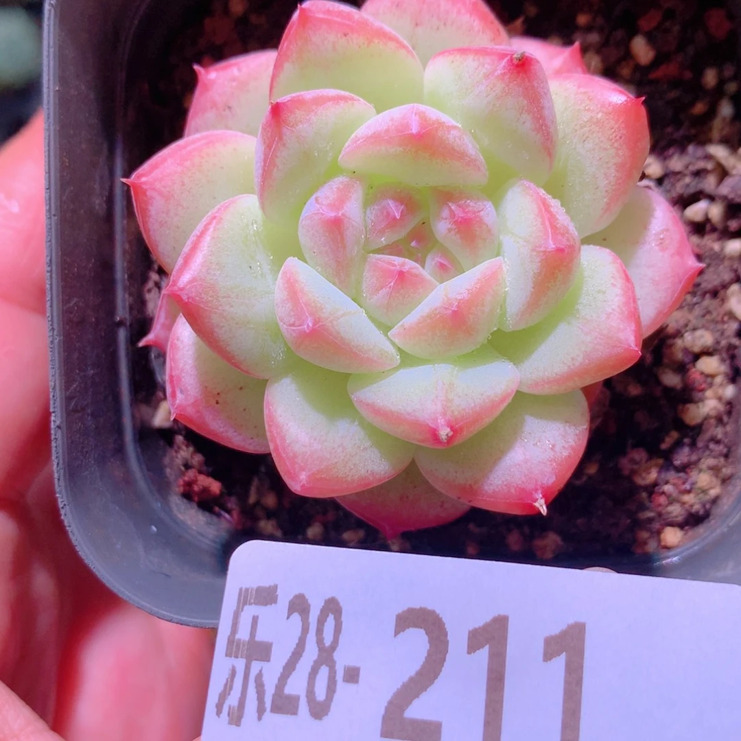 乐然28-211 白桃汽水
