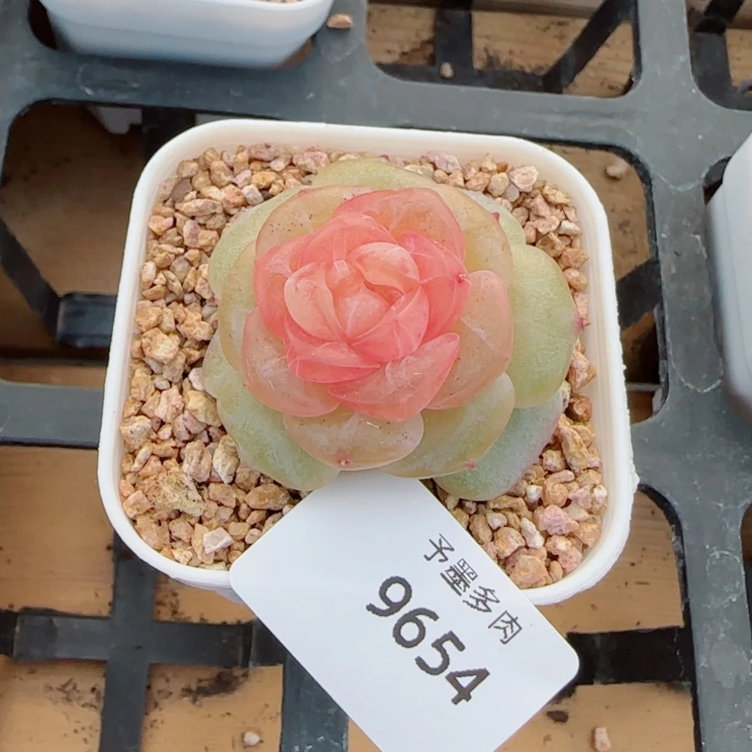 珍珠糖福利，9654多肉植物