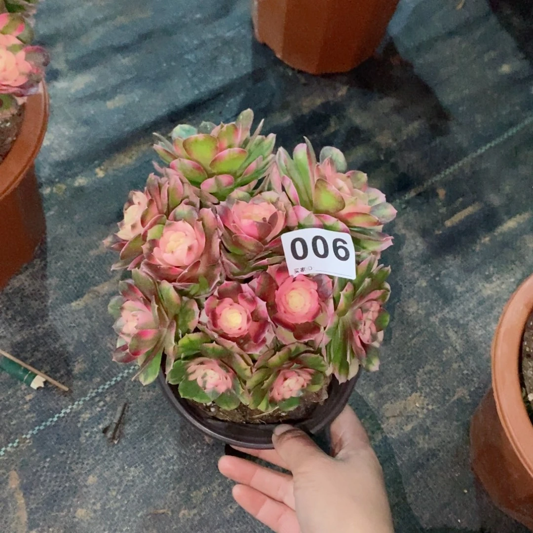 荔枝006多肉15冠服