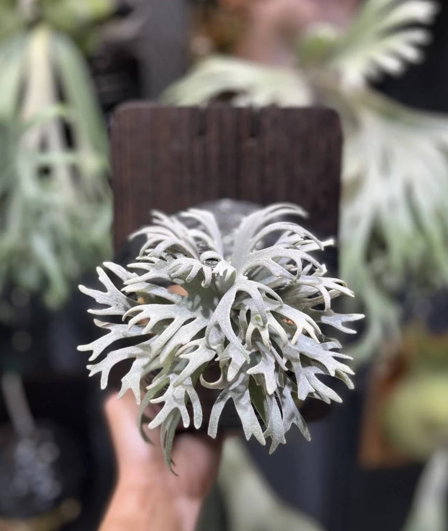 细菌鹿角蕨 孢子苗 鹿角蕨