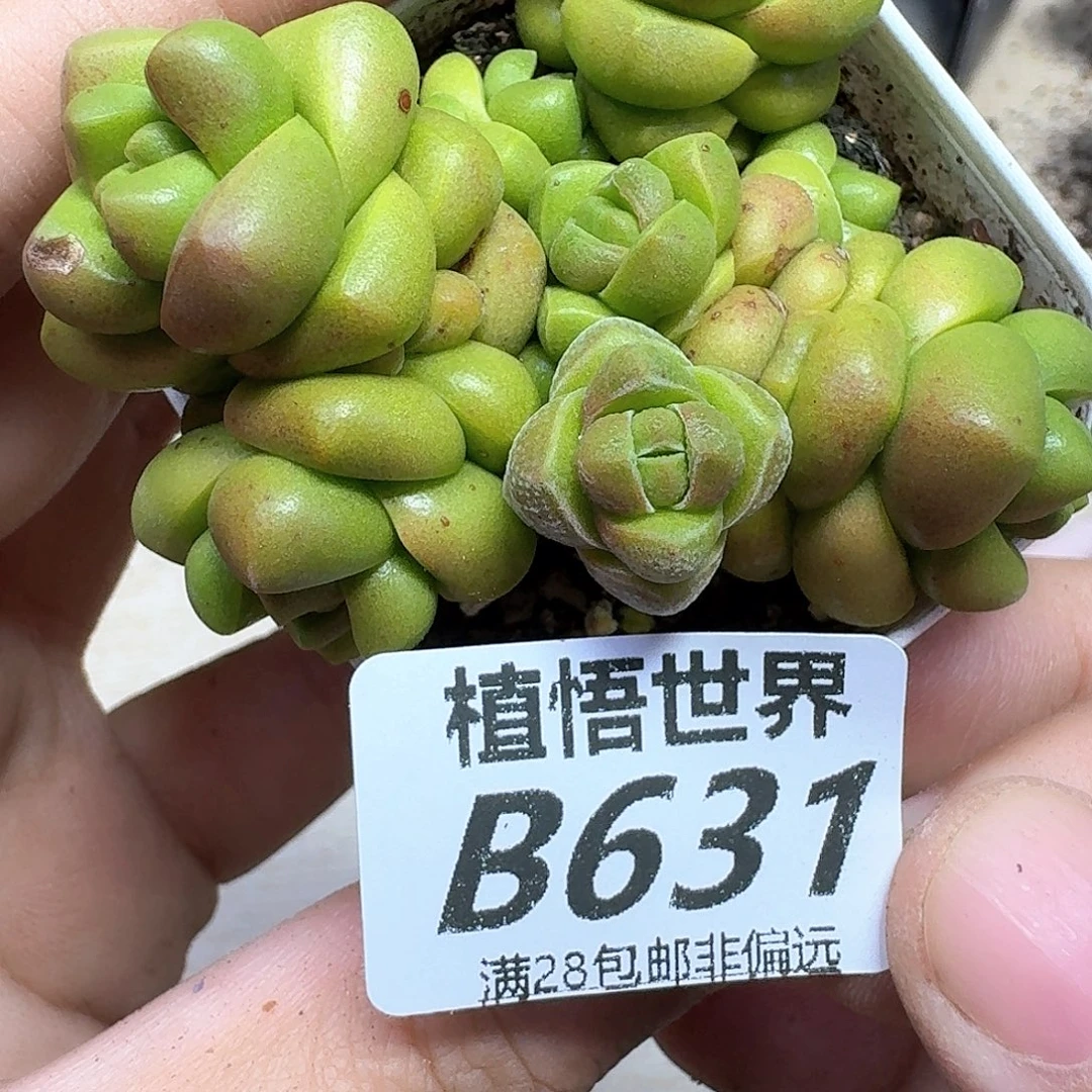 多肉植物的润泽地fgh