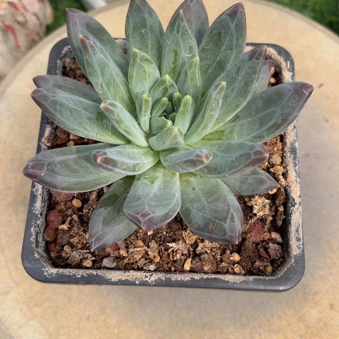 .***白多肉植物韦斯特曼十级福利