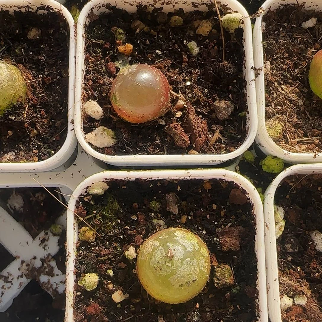 灯泡多肉植物处理