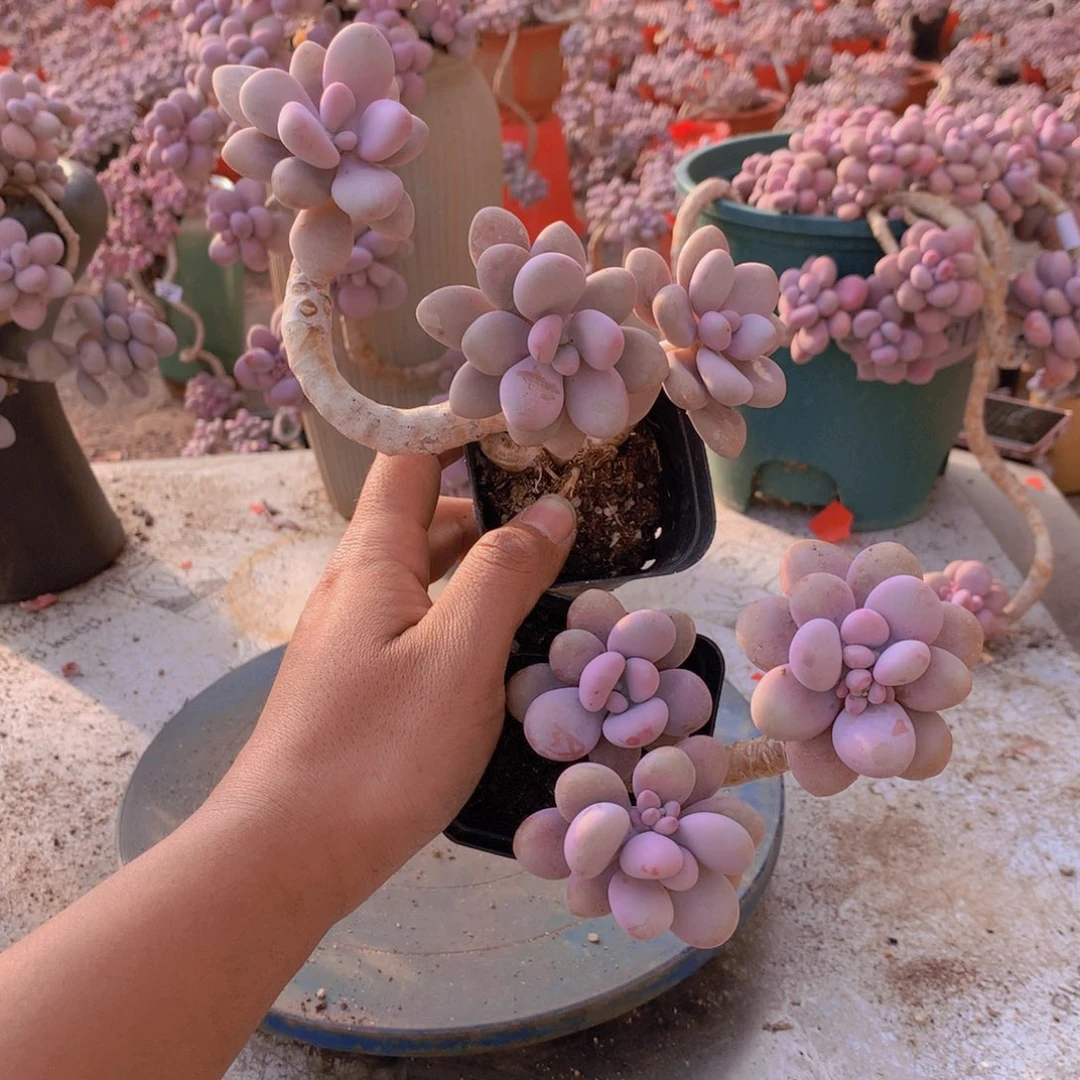 97一物一拍桃蛋两颗