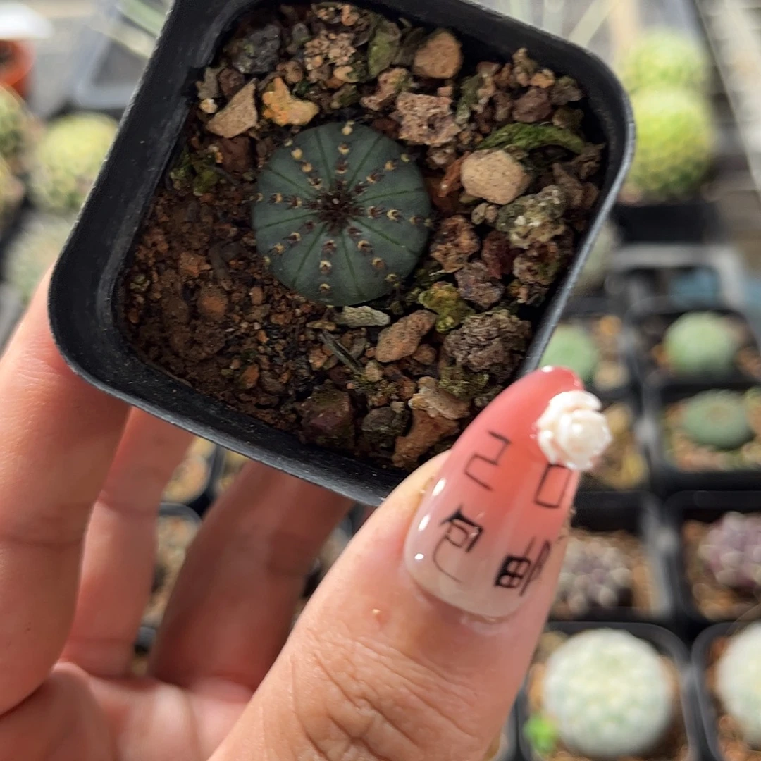 绿色艳姬士童单头发货