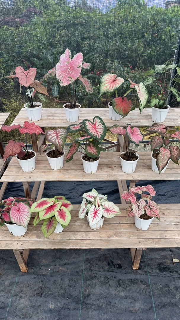 网红ins风室内盆栽彩叶芋彩叶观叶类懒人植物（进口种球培育）