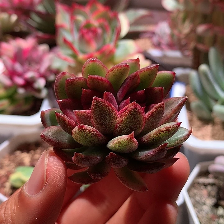 黑水晶玫瑰双头锦锦