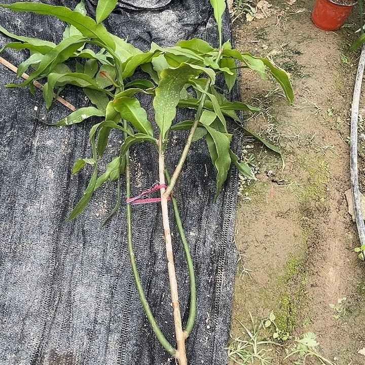 346789999999888999999998888999