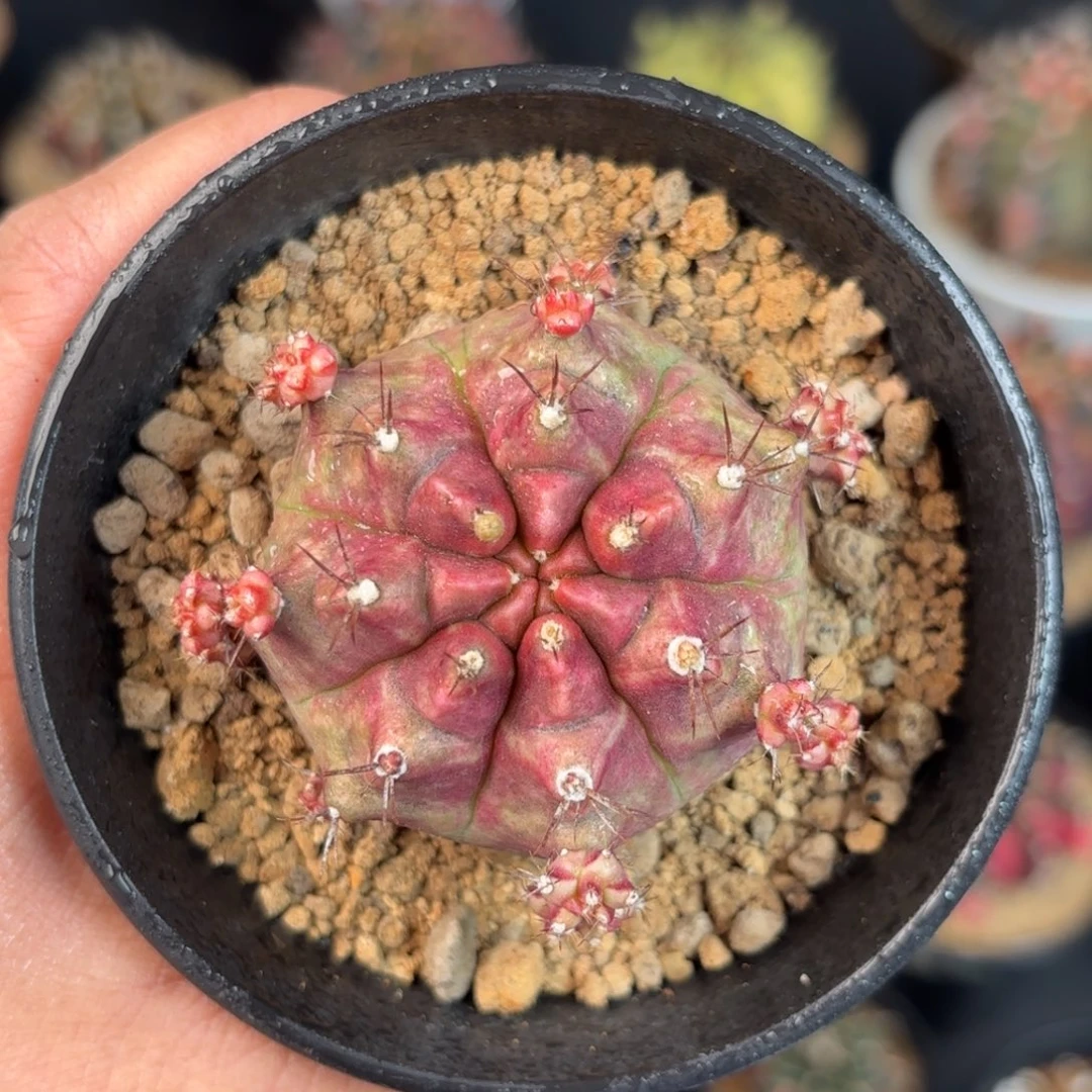 泰系米哈仙人球侧牙母本568