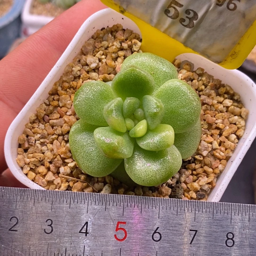 653冰玉锦，心带锦